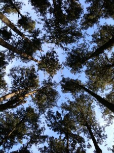 Trees viewed from the floor, Point Reyes, California